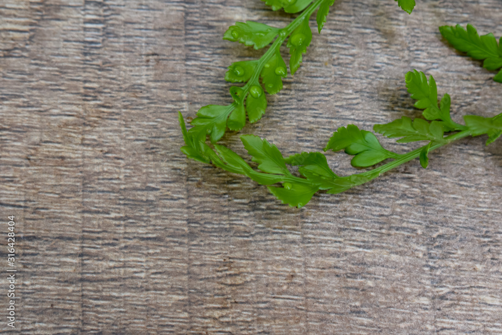 Young fern leaves on a grey brown background Young fern leaves on a grey brown background