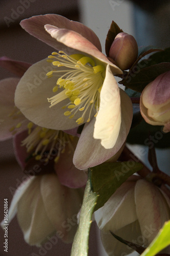 Helleborus niger; christmas rose in morning sunlight photo