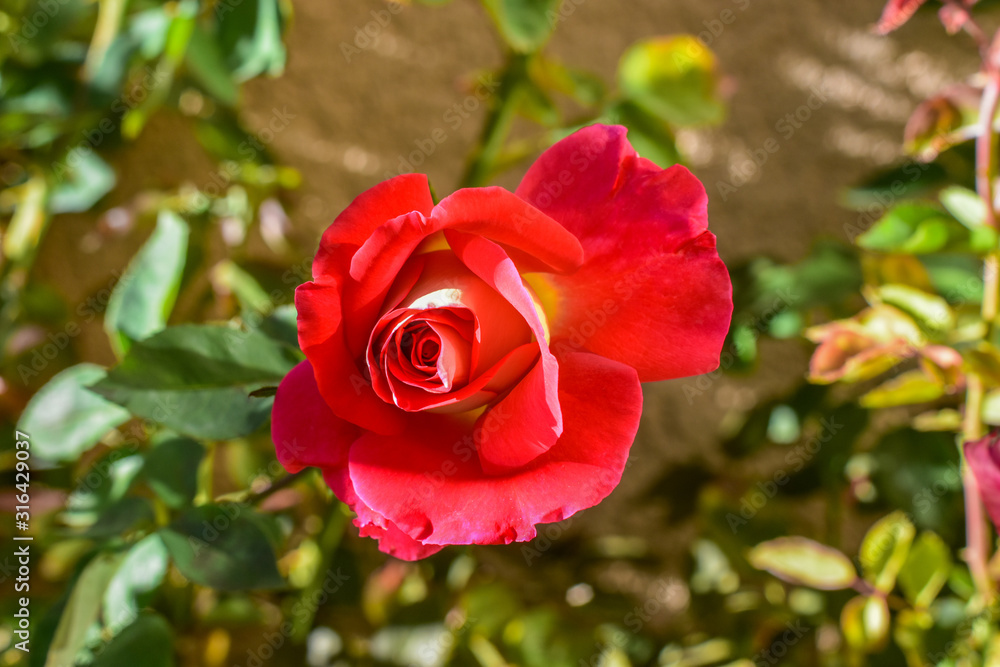 rose rose