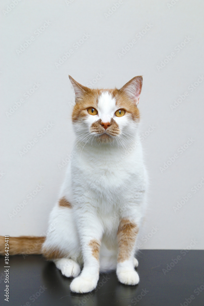 Red domestic cat on a light background. Portrait of a pet.