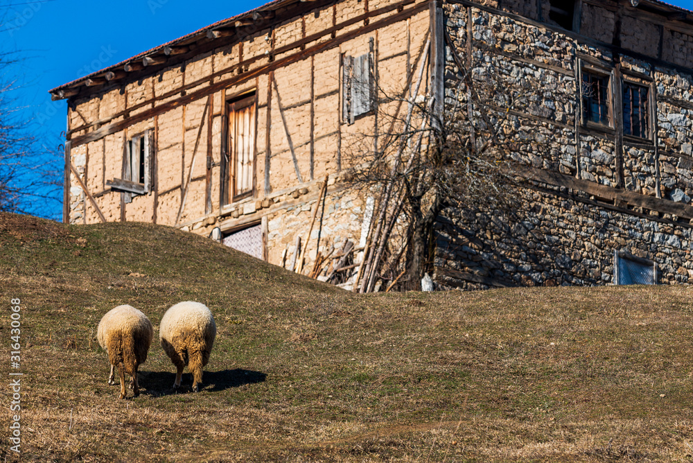 Obraz premium High in the mountains in small village shepherds graze cattle among the old house. Sheep provide wool, milk meat for local people