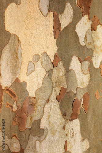 Oriental sycamore bark