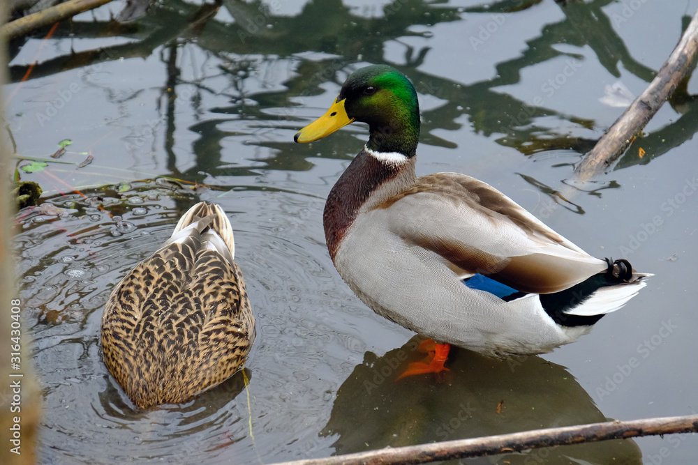 Obraz premium duck on lake
