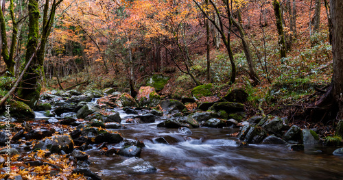 Fototapeta Naklejka Na Ścianę i Meble -  A Stream in a Forest at Autumn Time