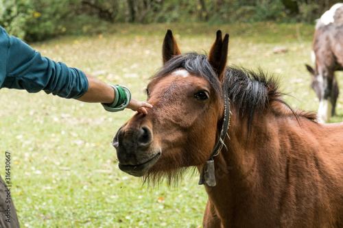 Stroking a brown and docile horse in the forest