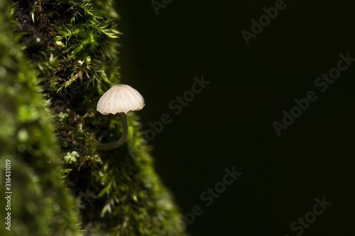 Fototapeta Naklejka Na Ścianę i Meble -  A small white mushroom coming out from the moss of a tree