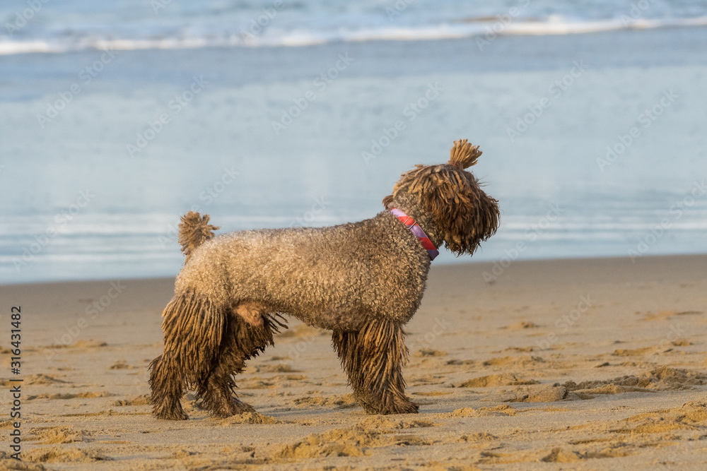 A dog with dreadlocks plays with a stick on the beach