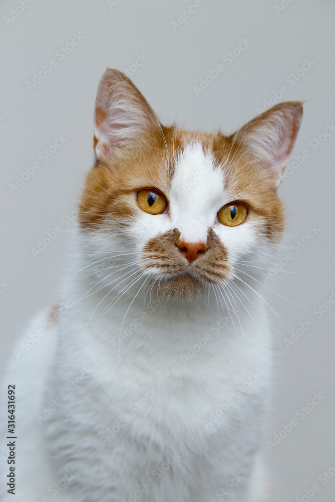 Red domestic cat on a light background. Portrait of a pet.