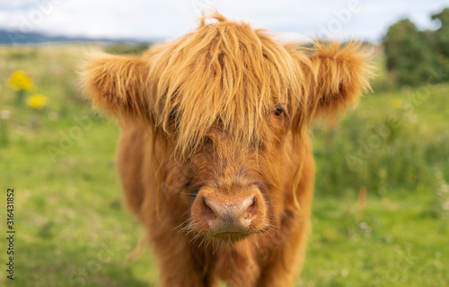 Portrait of Scottish Highland Cow in Scotland