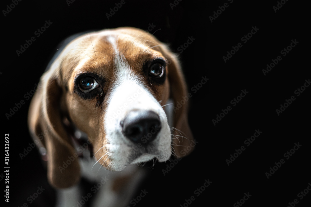 beagle puppy over black background. front view