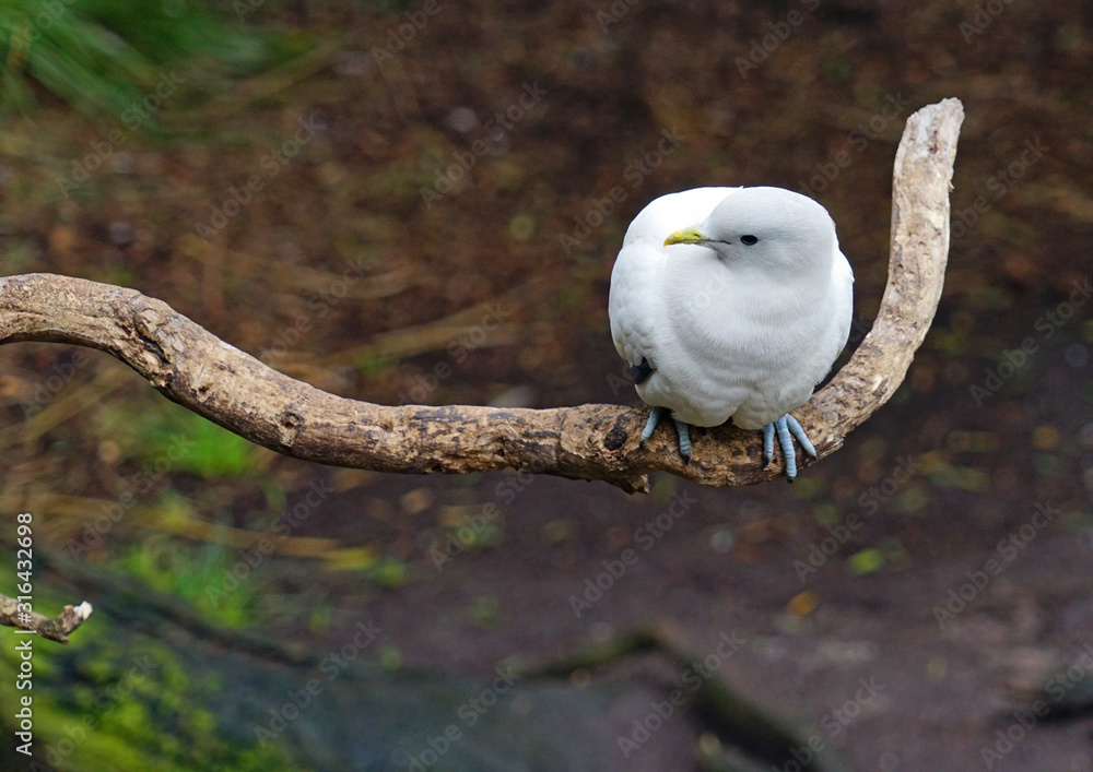 View of a Pied Imperial Pigeon (ducula bicolor), a large white pigeon View of a Pied Imperial Pigeon (ducula bicolor), a large white pigeon