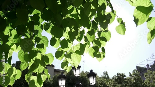 Arboles de parque y ciudad con hojas en movimiento entre rayos de sol HD photo