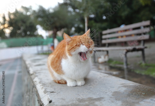 cat on the roof