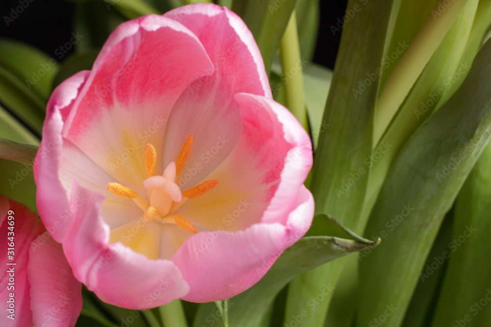 close-up on pink tulip petals close-up on pink tulip petals