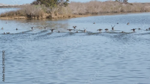 Ruddy Ducks, a species of Migratory Waterfowl, overwintering in the Pea Island Wildlife Refuge on the Outer Banks, near Hatteras North Carolina photo