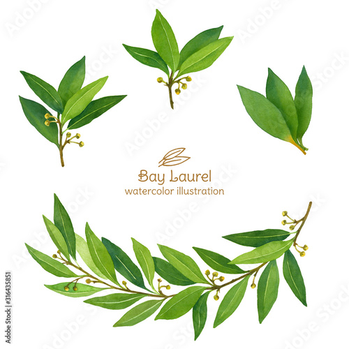 Laurel Bay leaves watercolor illustration