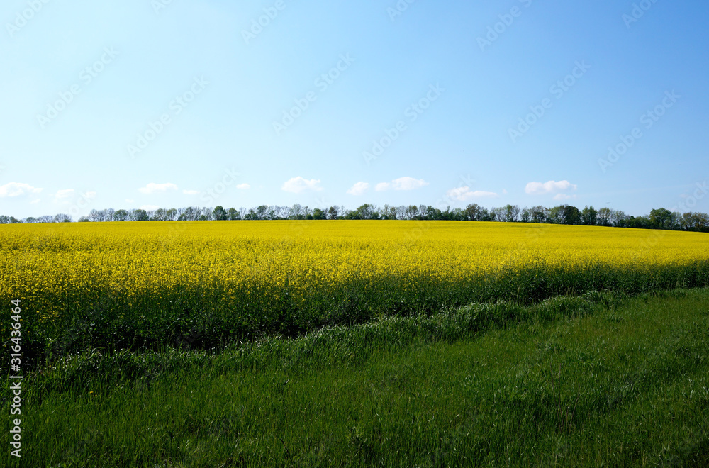 Bright yellow rapeseed field with blue sky and clouds. In the distance, trees are visible. In the foreground is bright, juicy green grass. Spring sunny day 