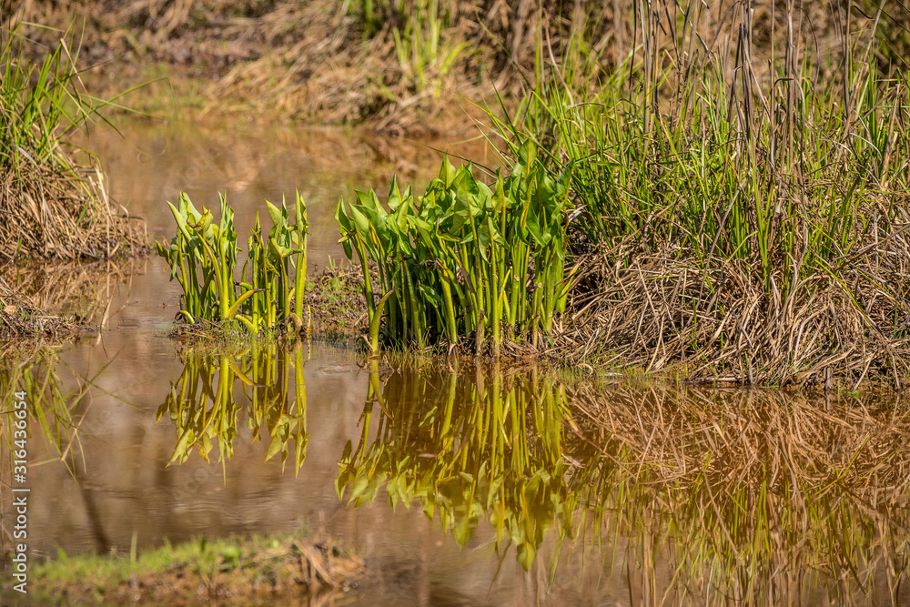 Broad leaf arrowhead plants in the wetlands Broad leaf arrowhead plants in the wetlands