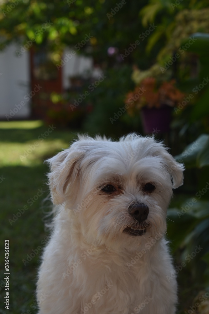 dog on grass