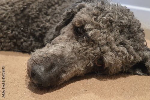 Funny black poodle pet dog laying on a white carpet.