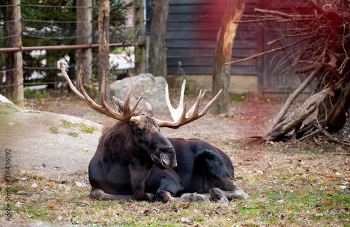 Moose in the zoo
