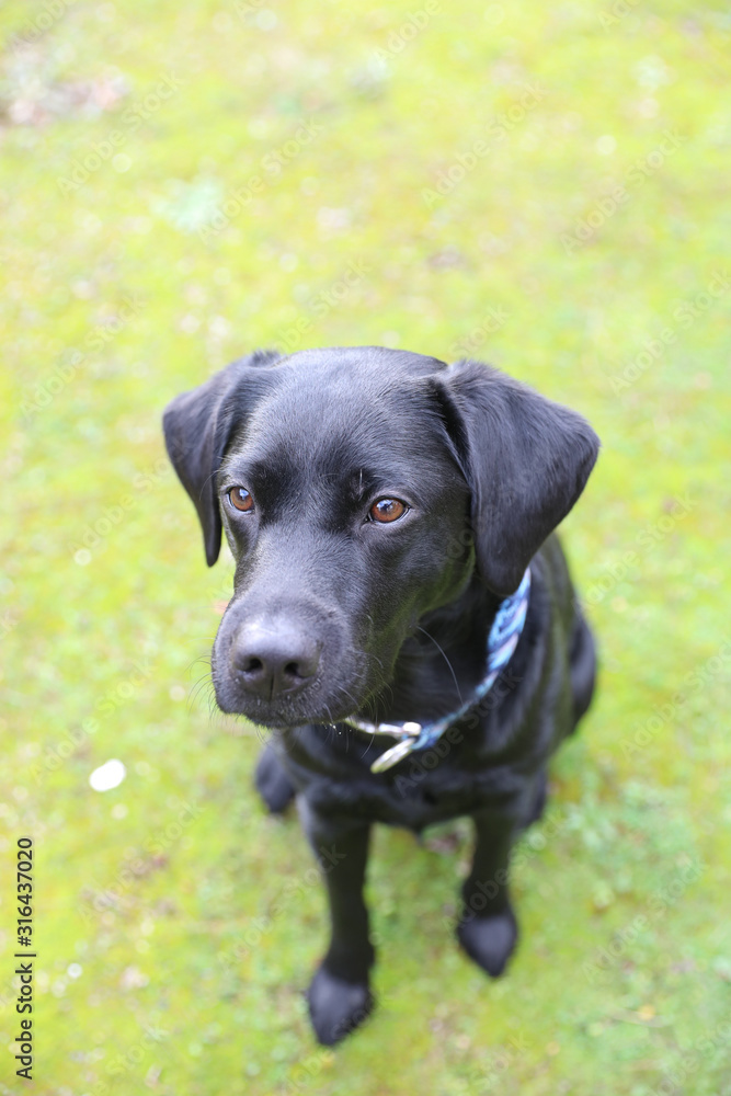 Junger schwarzer Labrador Hund sitzt auf einer Wiese Junger schwarzer Labrador Hund sitzt auf einer Wiese