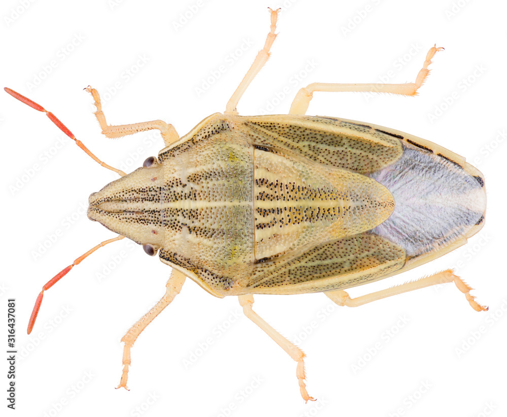 Bishop's Mitre Shield Bug (Aelia acuminata) · iNaturalist