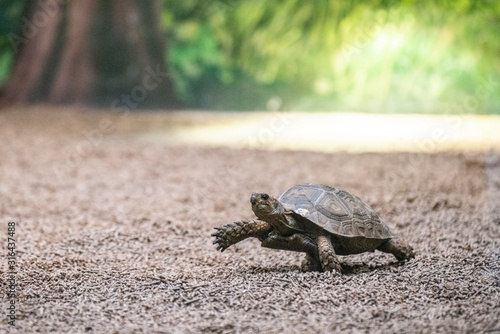 turtle step photo