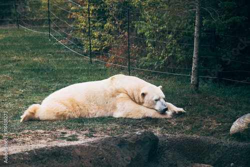 polar bear in the zoo
