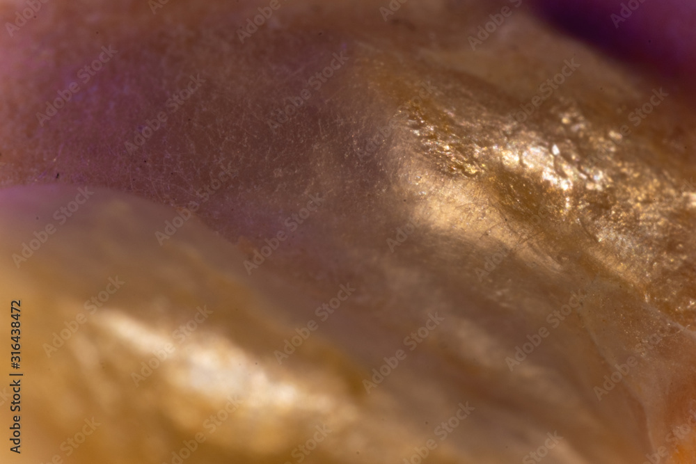Fototapeta premium Irredecent Shell Macro