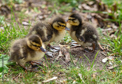 A cute group of mallard chicks walking behind their mother on the concrete shore of a pong in a park in Germany in April 2019 © franconiaphoto