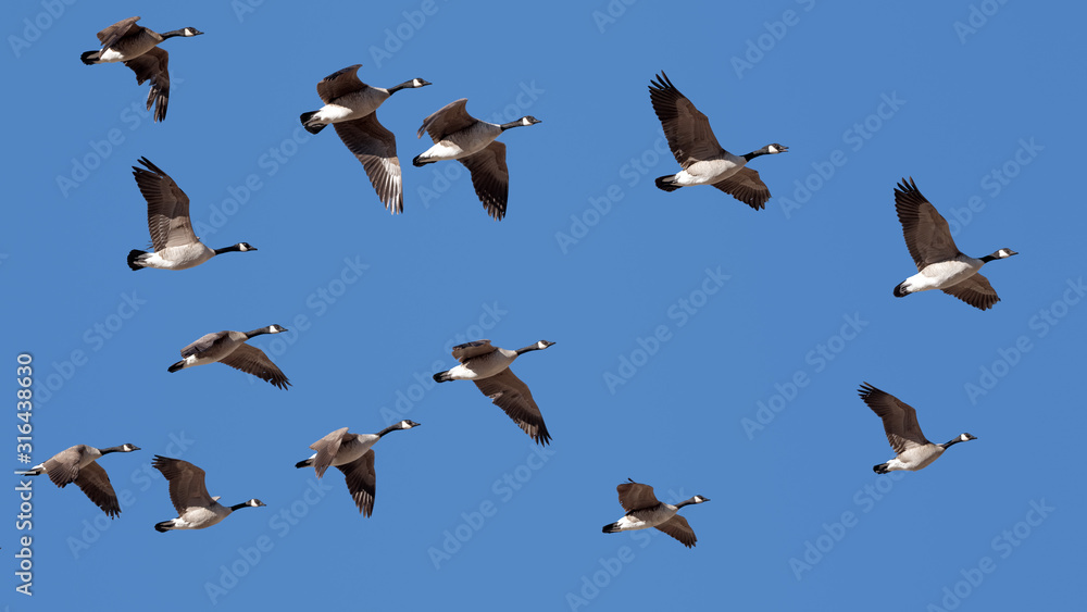 Canada Geese Flying in Clear Sky Canada Geese Flying in Clear Sky