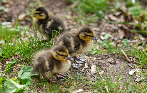 A cute group of three mallard chicks sitting and standing in the grass on the soil in Germany in April 2019