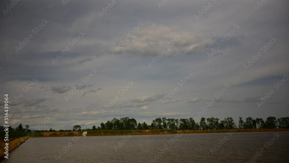 Swans on rice field with Alps Mountains background in Piedmont, Italy Swans on rice field with Alps Mountains background in Piedmont, Italy