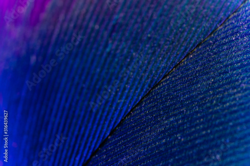 Blue Macro Feathers
