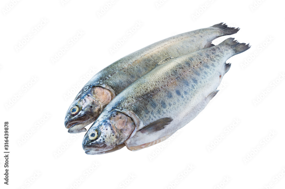 Fish rainbow trout, isolated on a white background. Rainbow trout over white background. Fishes with copy space for text.