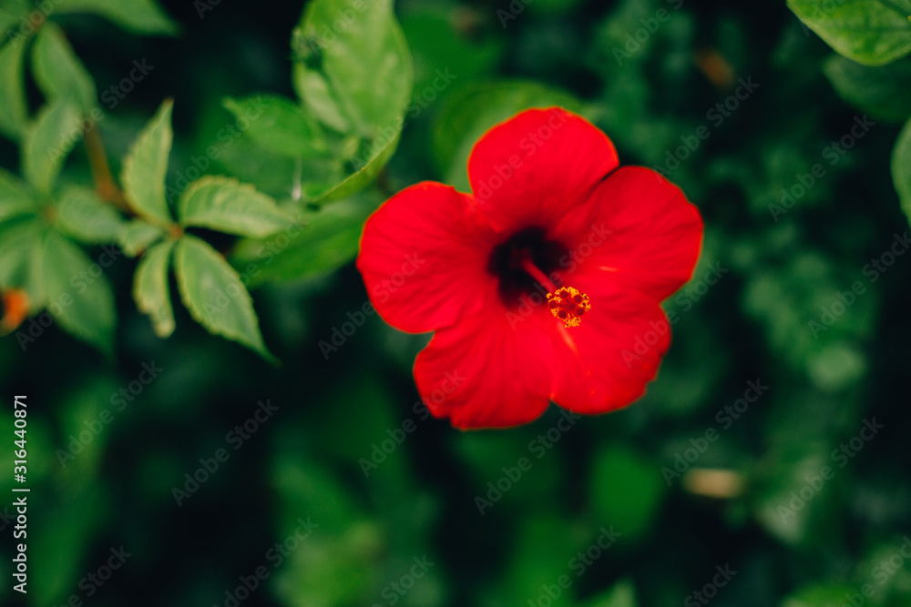 Obraz premium Hawaiian red hibiscus stock photo