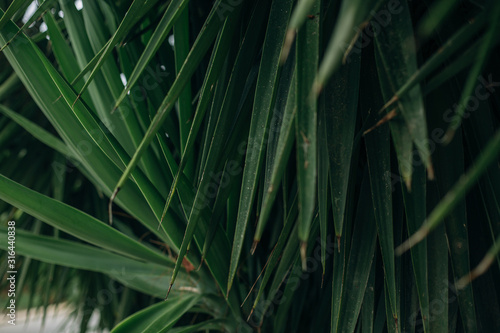 Green palm leaves background photo © Erika Parfenova