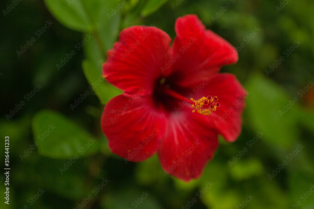 Hawaiian red hibiscus stock photo