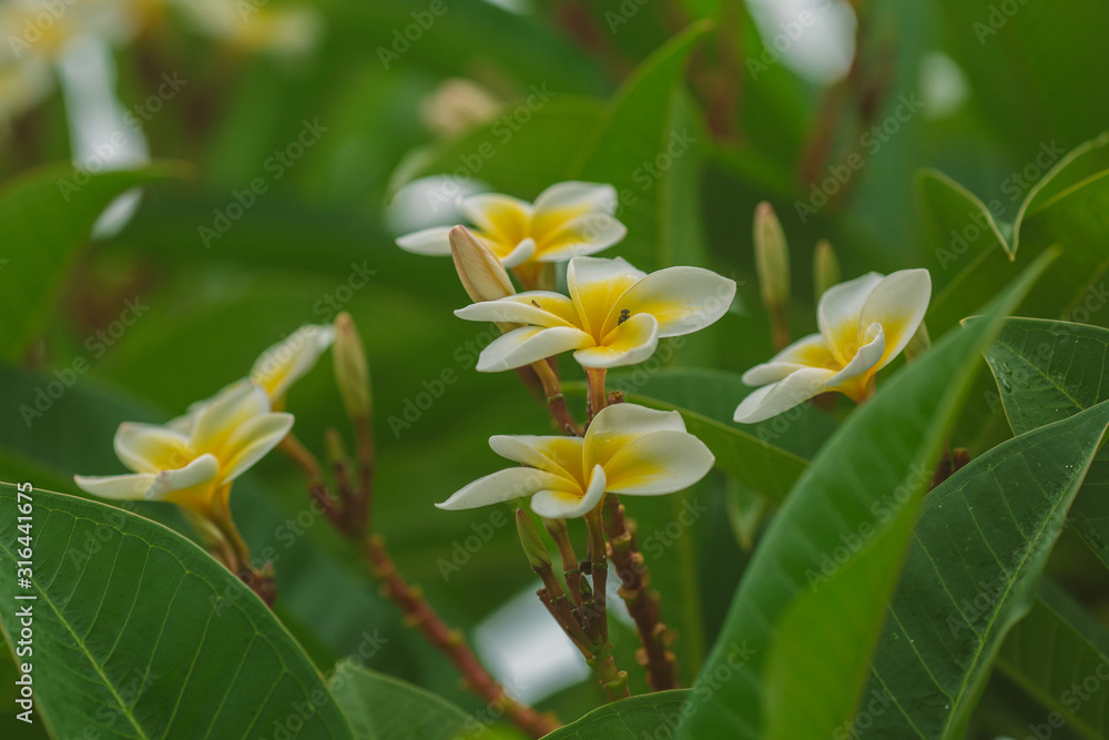 Fototapeta premium Plumeria alba - tropical white flower