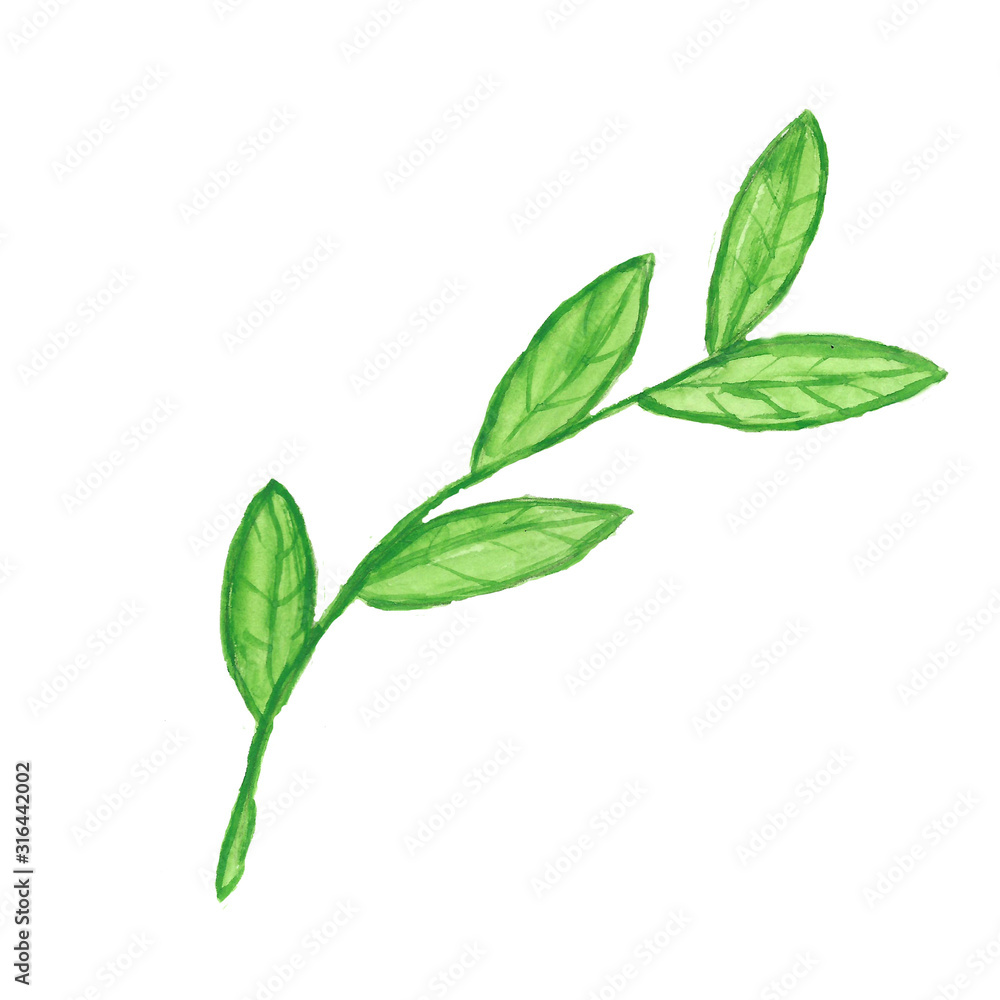 green branch and plant leave green branch and plant leave
