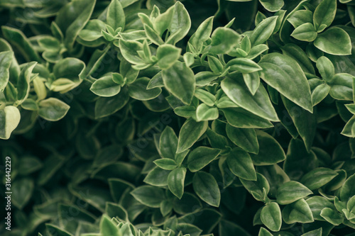 Green flower fleshy leaves background