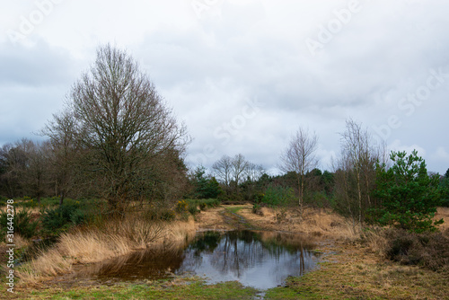 Concept of Natural cloudy landscape in uk on winter time in Forest .