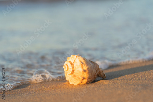 beautiful shell lies on the beach, next to the azure water of the sea