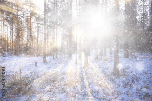rays of the sun landscape winter forest, glow landscape in a beautiful snowy forest seasonal panorama of winter
