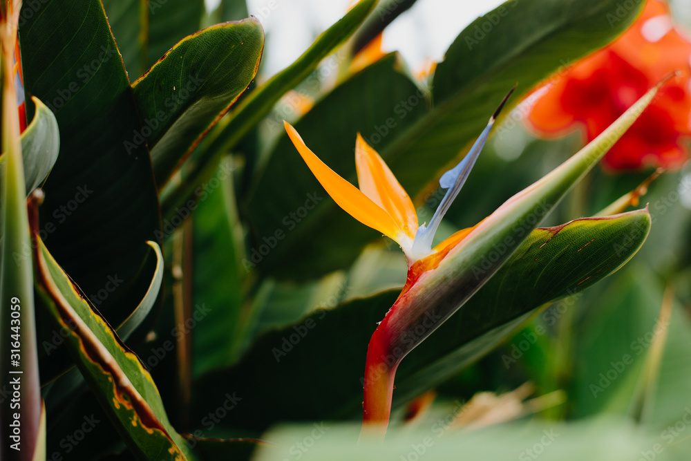Obraz premium The bird of paradise flower
