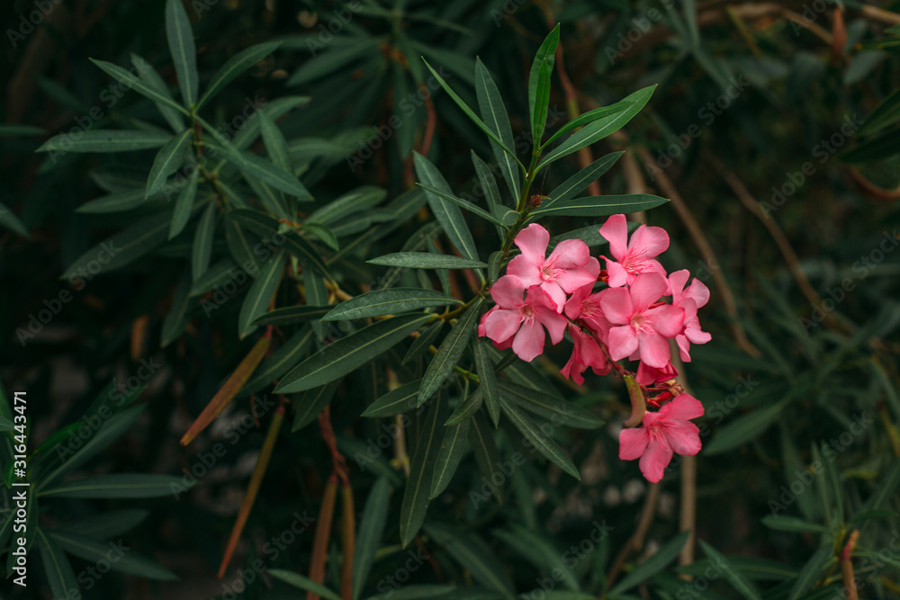 Pink oleander flowers backgroung photos