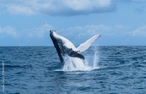 Breaching Humpback Whale off St. Marie Coast Madagascar