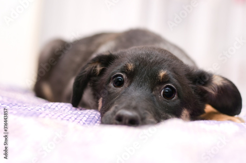 puppy of dark coloring lies on the bed with a dreamy look