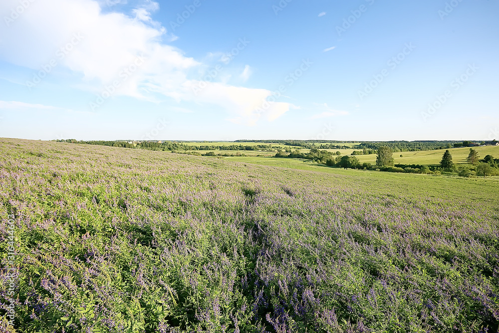 Obraz premium landscape wildflowers / large field and sky landscape in the village, purple flowers wildlife
